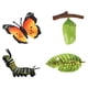 thumbnail image 4 of Ni?os Educativos Ciclo De Insectos Crecimiento De Mariposas Juguetes Preescolares Juego De Roles B, 4 of 5