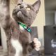 thumbnail image 3 of Collar Para Gatos Tamaño Ajustable Diseño Tropical, 3 of 3