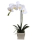 thumbnail image 2 of Orquídea blanca 51 cm en macetero, 2 of 2