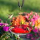 thumbnail image 5 of Alimentador de colibrí Aspects HummZinger Highview colgante 355 ml rojo - paquete de 2, 5 of 9