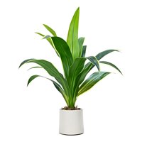 Genérico - Planta Decorativa Artificial Diseño Tropical Hogar Jhn