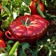 thumbnail image 2 of Cocotte Staub 473 ml Tomate Rojo Cereza, 2 of 8
