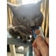 thumbnail image 3 of Premio Gato Kitty Licks 28 Tubos Sin Granos, 3 of 3