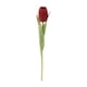 thumbnail image 1 of Tulipan Rojo 35 Cms, 1 of 2