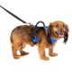 thumbnail image 1 of Arnés para perros PetSafe EasySport ajustable acolchado azul XS, 1 of 6