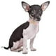 thumbnail image 4 of Collar de moda de cuero con baño de diamantes y anillas para paseos con cachorros, gatos, cachorros y gatitos., 4 of 5