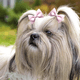 thumbnail image 4 of Lindos lazos para el pelo de perros pequeños, moño pequeño con gomas elásticas, productos para el cuidado de mascotas, lazos para el pelo de mascotas, accesorios para el cabello, 4 of 5