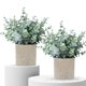 thumbnail image 1 of Plantas artificiales MIXROSE Eucalyptus en maceta pequeña, 2 unidades, para el hogar, 1 of 6