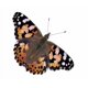 thumbnail image 4 of Figuras de orugas con mariposas sobre el ciclo de vida de Insect Lore, 4 of 7