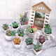 thumbnail image 2 of Plantas suculentas artificiales 20 uds mini, 2 of 3