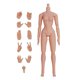 thumbnail image 3 of Juguetes De Cuerpo Musculoso De 12 Pulgadas, Coleccionables En Miniatura, Hombros Estrechos Desmontables, Hembra Normal, 3 of 5