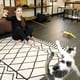 thumbnail image 5 of Juguetes divertidos para gatitos: caña de pescar para gatos, juguete para gatos aburridos de interior, para perseguir y hacer ejercicio., 5 of 5