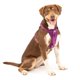 thumbnail image 3 of Kurgo Arnés para perro Tru-Fit Smart mediano violeta profundo, 3 of 6