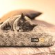 thumbnail image 5 of Colchón Pet Dreams M, 5 of 7