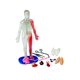 thumbnail image 3 of Juguete educativo SmartLab Toys Squishy Human Body con 21 piezas, 3 of 7
