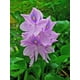 thumbnail image 4 of Plantas Acuáticas Jacintos de Agua, Naturales para Estanques y Fuentes, 4 of 5