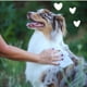 thumbnail image 5 of Toallitas De Aseo Para Perros Y Gatos Patas Y Glúteos 100 Unidades, 5 of 6