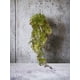 thumbnail image 3 of Ramo Cypress Rojo, 3 of 3