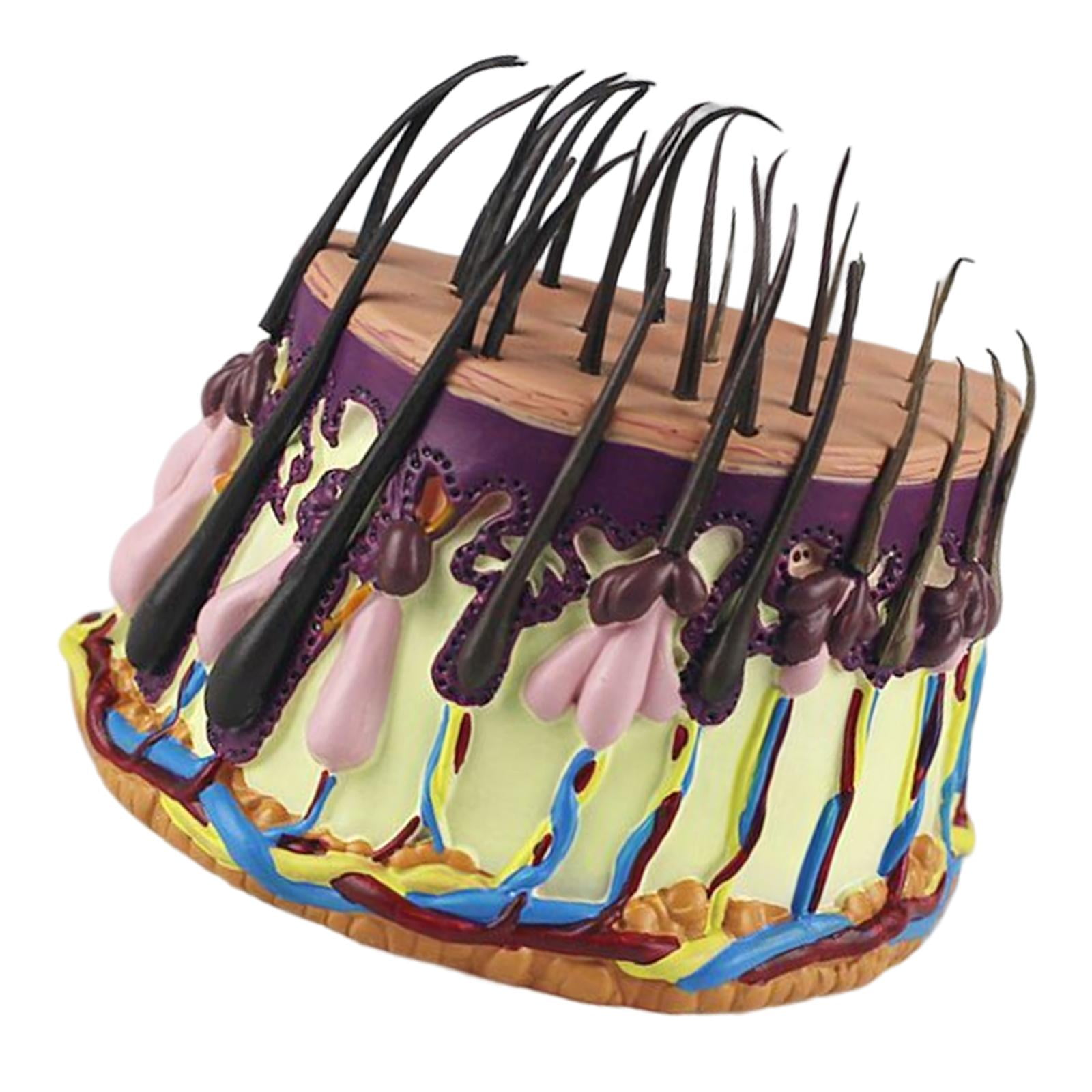 Ioensy - Modelo De Piel De Cabello, Modelo Anatómico De Órgano De Cuerpo Humano, Modelo De Enseñanza Para Biología