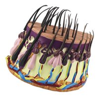 Ioensy - Modelo De Piel De Cabello, Modelo Anatómico De Órgano De Cuerpo Humano, Modelo De Enseñanza Para Biología