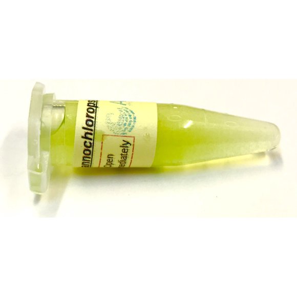 Cultura de algas Nannochloropsis (1,7 mL) – Algae Research