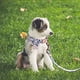 thumbnail image 3 of Collar Y Correa Para Perro Ajustable Con Hebilla Dorada Fuerte, Hermoso Lazo Y Ribete Floral., 3 of 5