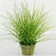 thumbnail image 1 of Planta Decorativa Pasto Cebra Verde 48cm, 1 of 2