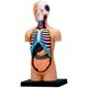 thumbnail image 2 of Modelo de Torso Anatómico Fame Master 11 cm – 32 piezas, 2 of 2