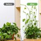 thumbnail image 4 of Clips de fijación para plantas trepadoras ZIBo, 100 piezas, autoadhesivos, 4 of 7