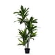 thumbnail image 1 of Planta Artificial Dracaena 165 Cm, 1 of 2
