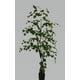 thumbnail image 1 of Planta Decorativa Árbol de Eucalipto 150 cm, 1 of 2