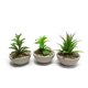 thumbnail image 2 of Planta Artificial Suculenta Con Macetero De Cemento, 2 of 6