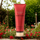 thumbnail image 3 of Victoria Secrets Temptation Locion 236ml Mujer Nuevo Formato, 3 of 3