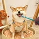 thumbnail image 4 of 2 cepillos de dientes suaves de 360 grados para mascotas, de silicona, para limpieza profunda, cuidan sus dientes y su salud bucal (rosa y verde), 4 of 6