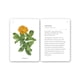 thumbnail image 5 of Fíjate: Flores silvestres, 5 of 5