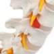 thumbnail image 3 of Modelo anatómico de columna lumbar con sacro y nervios espinales, réplica didáctica que muestra la sección lumbosacro con nervios y disco herniado en L4 - Incluye base para exhibición, 3 of 9