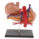 thumbnail image 2 of 2: 3 Páncreas De Estómago Humano Humano Con órganos Internos Modelo De Anatomía Modelo, 2 of 4