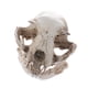 thumbnail image 1 of Réplica De Cráneo De Gato De Resina Realista Modelo De Esqueleto De Enseñanza Ornamento, 1 of 3
