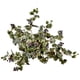 thumbnail image 2 of Cesta colgante de seda para plantas, hojas de parra casi naturales, color verde, 2 of 2