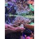 thumbnail image 2 of Zooplancton Seachem Reef 250 ml, 2 of 3