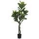 thumbnail image 2 of Ficus Lyrata de 150 cm, Protección UV, 2 of 2