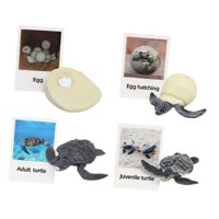 Magideal - Figuritas De , Juguete, Biología, Ciencia, Etapa De Crecimiento Educativo, Modelo, Figuritas De Animales, Juguetes Para Decoración De Tortuga Marina
