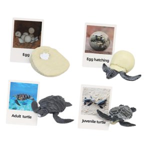 Magideal - Figuritas De , Juguete, Biología, Ciencia, Etapa De Crecimiento Educativo, Modelo, Figuritas De Animales, Juguetes Para Decoración De Tortuga Marina
