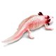 thumbnail image 5 of Figura Safari Ltd., modelo Axolotl Realistic 7 para niños a partir de 3 años, 5 of 5