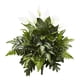 thumbnail image 1 of Planta artificial de Spathiphyllum mixto casi natural, 27 cm (juego de 2), 1 of 1