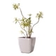 thumbnail image 1 of Macetero autorregante Ida 36, 1 of 2