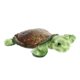 thumbnail image 3 of Animal de peluche Aurora® Adorable Miniflopsie™ Splish Sea Turtle™, 3 of 5