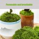 thumbnail image 3 of Musgo artificial Fancypost 150 g – Decoración verde para manualidades, 3 of 8