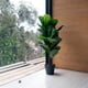thumbnail image 1 of Ficus Lyrata de 100 cm, 1 of 2
