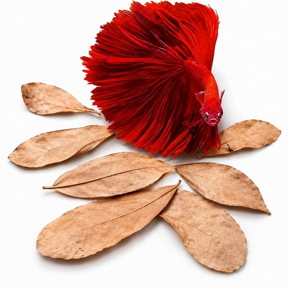 Hojas de Almendra India SunGrow para Acuario 50 piezas de 5 cm Catappa